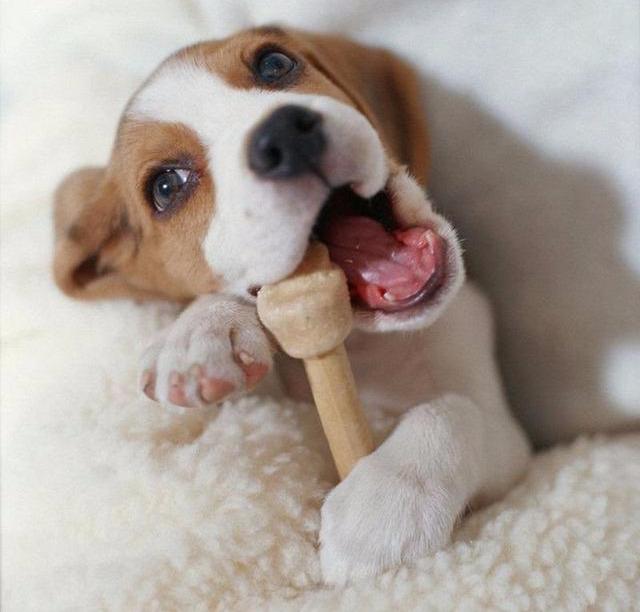 想亲狗狗它却要咬你,狗狗肠胃引起的口臭怎么办