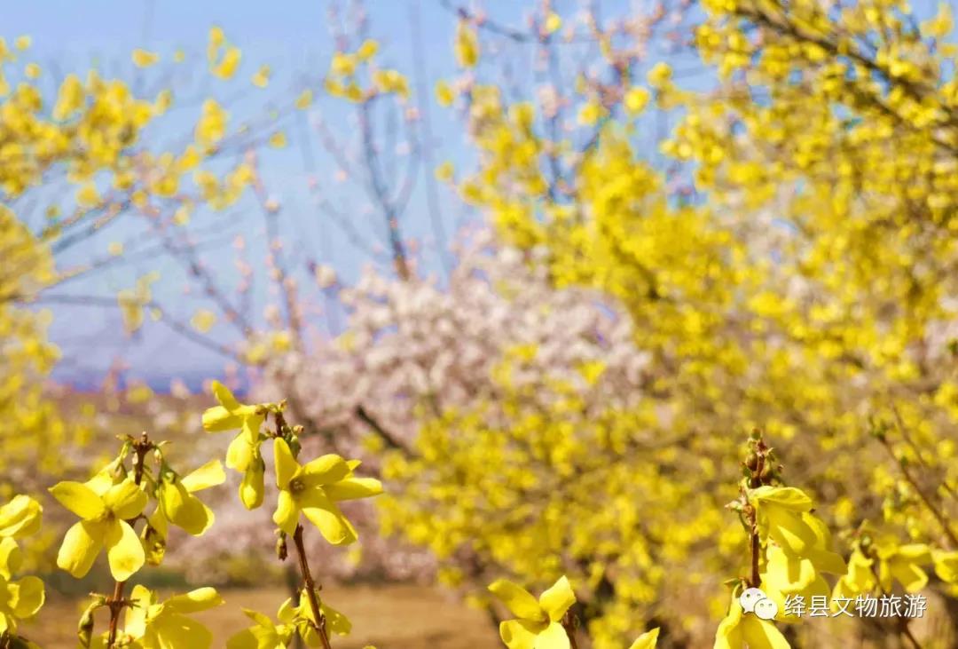美丽乡村百花节,美丽乡村山花节