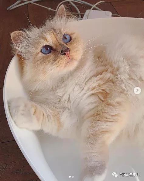 老佛爷的猫继承多少遗产,老佛爷去世后财产留给了一只猫