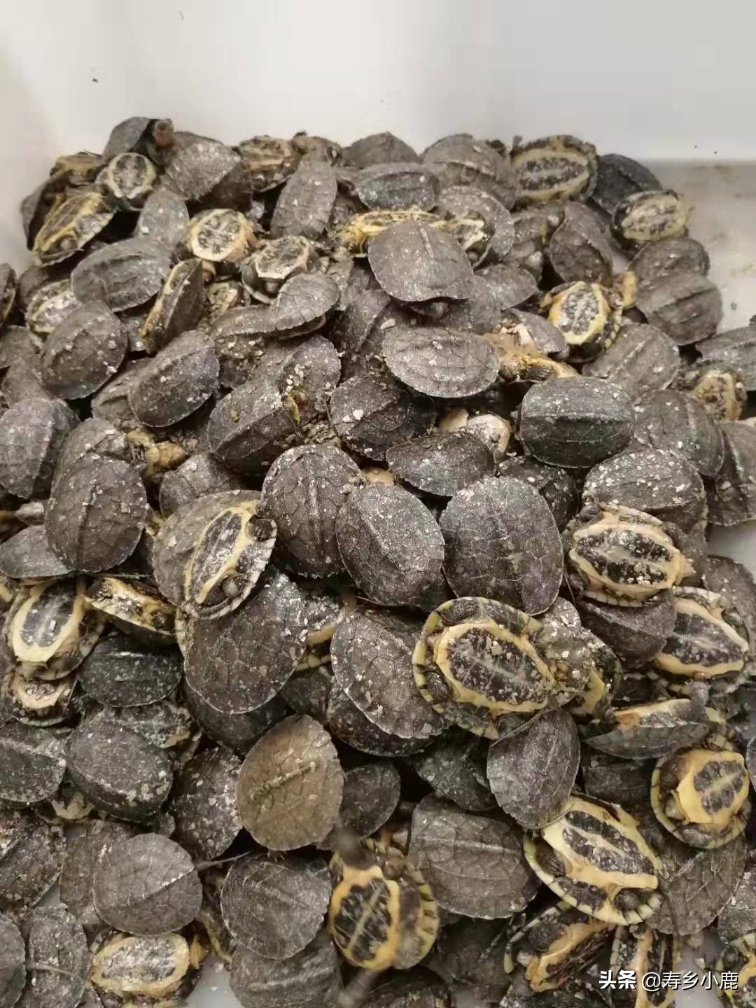 石金钱龟价格暴涨和暴跌的背后，真正的推手是谁？帮凶是谁？