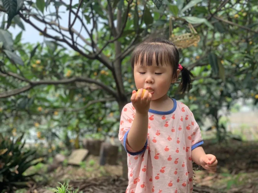 周末东山采枇杷采摘攻略已出,枇杷采摘攻略