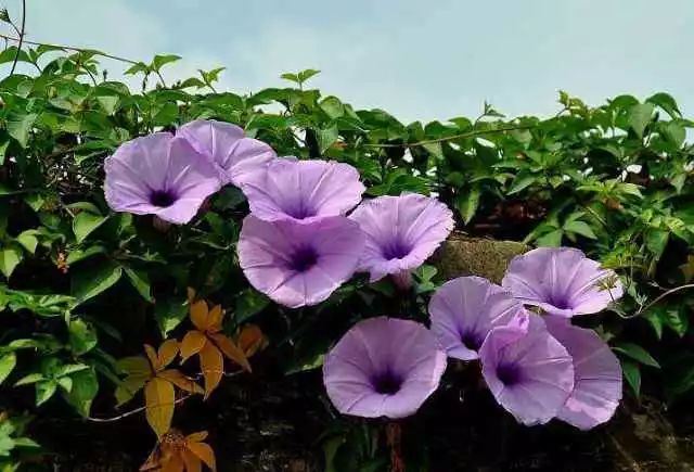 喇叭花的生活习性和怎样开花的,观察一朵花是怎样开花的