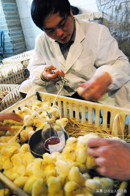 养鸡包回收的正规公司,合作养鸡包回收能赚多少钱