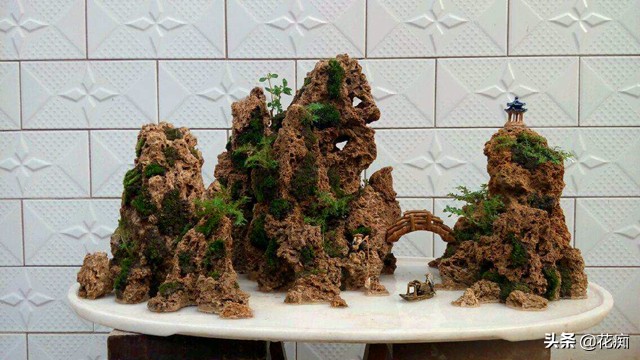 适合种在上水石上的绿植,上水石适合栽种什么绿植啊