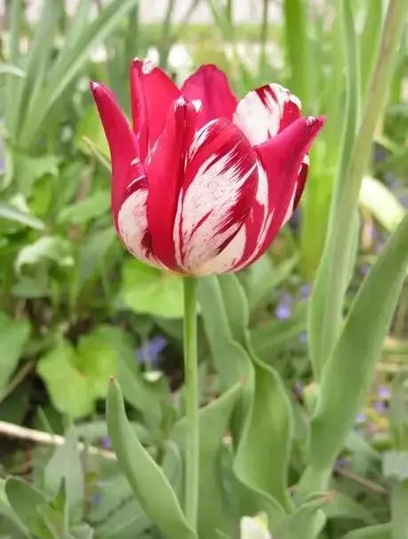 十大天价植物种子,十大顶级名贵植物