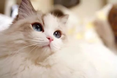 养猫怎么喂养小猫,新手养猫准备接猫咪需要买什么