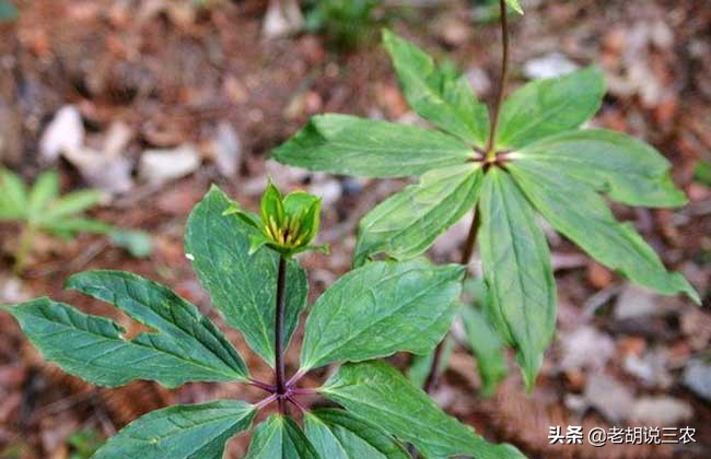 在农村不起眼的野草其实是药材,农村的野草其实也是宝贵的药材