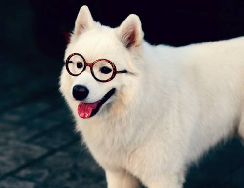 犬界中“体味最轻”的8种狗,很适合陪伴,有你家狗狗吗?