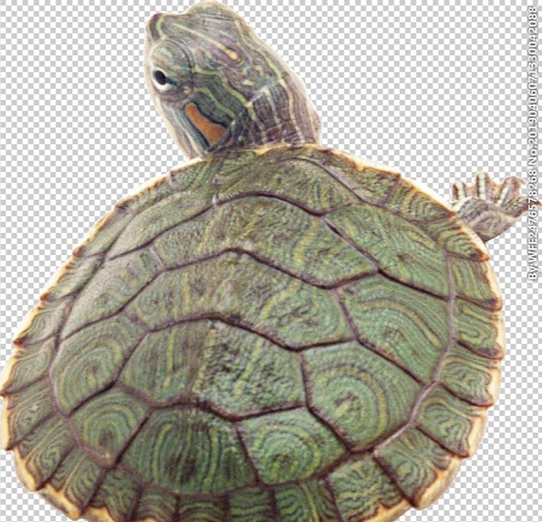 各个地方的龟分布图,龟一般长在什么地方