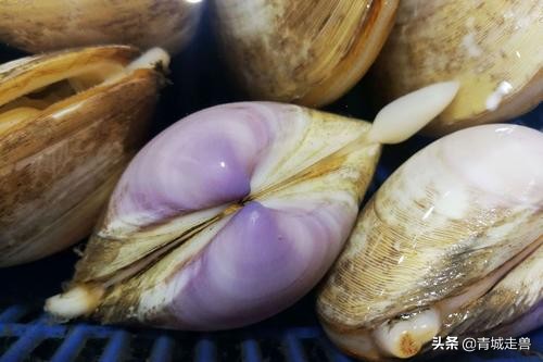 青岛海边哪些贝类好吃,青岛特色小蛤蜊
