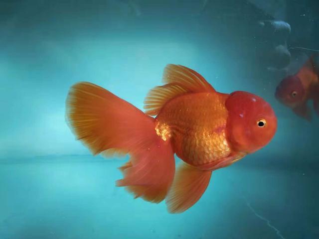 观赏鱼疾病治疗大全,观赏鱼常见的病状及治疗方法