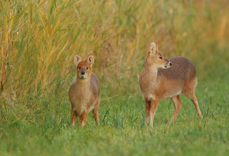 片仔癀秘方国家保密,片仔癀是国家两大绝密配方之一