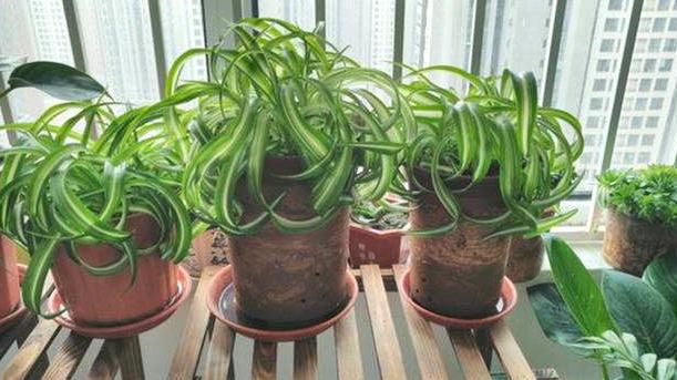 吊兰的养护方法和技巧,白玉金心吊兰和卷叶吊兰的区别