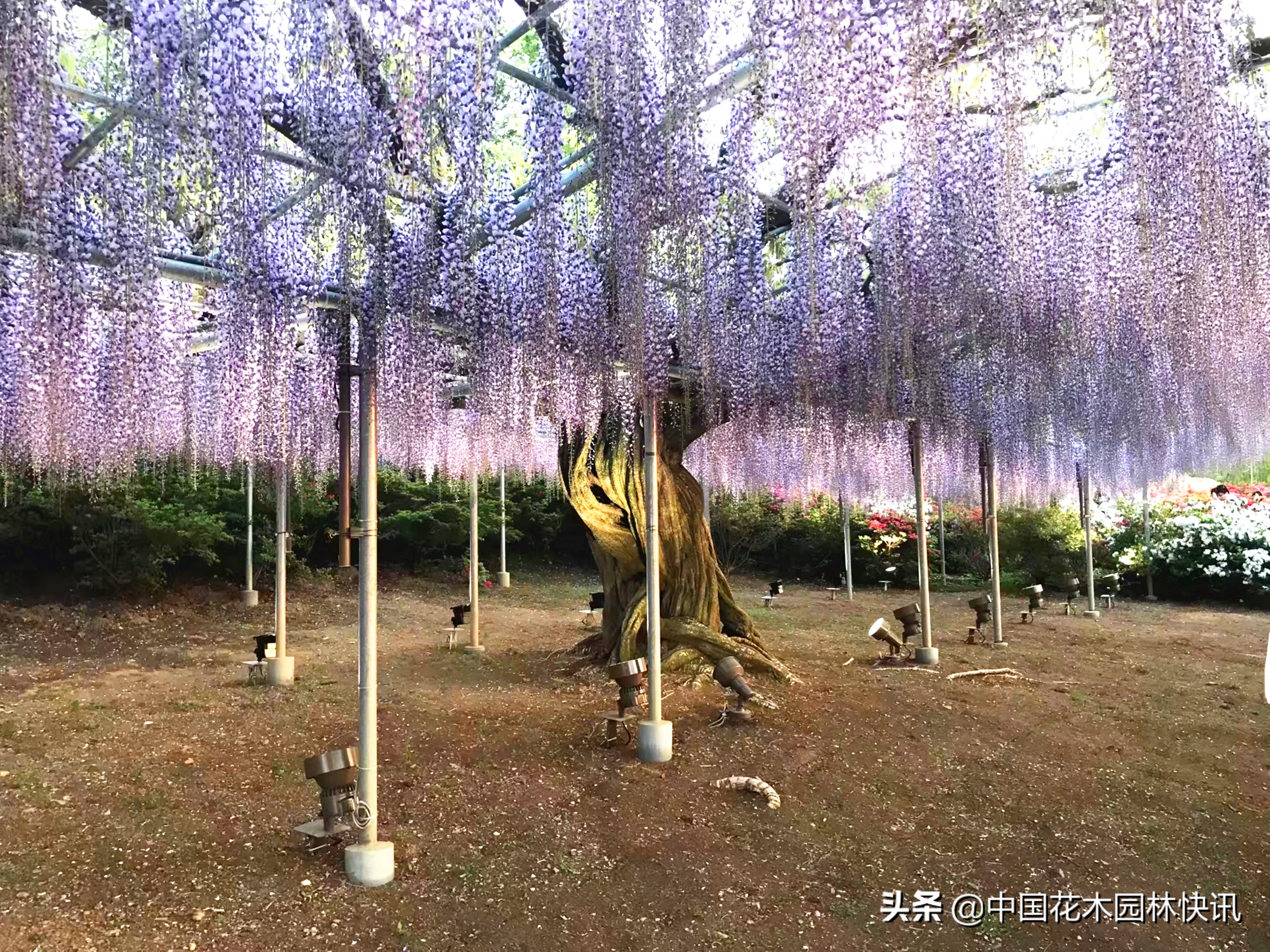 日本最美紫藤园,日本紫藤花美景