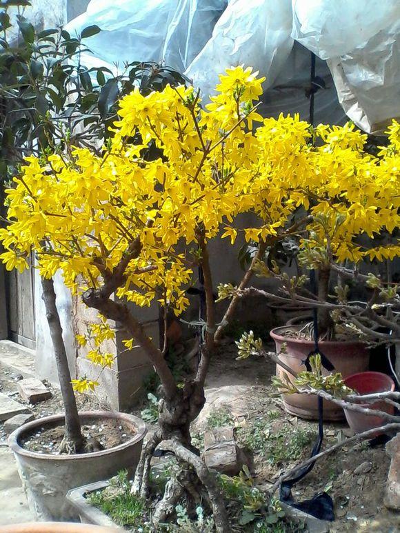 大型连翘树桩盆景图片及价格,连翘树桩盆景图片