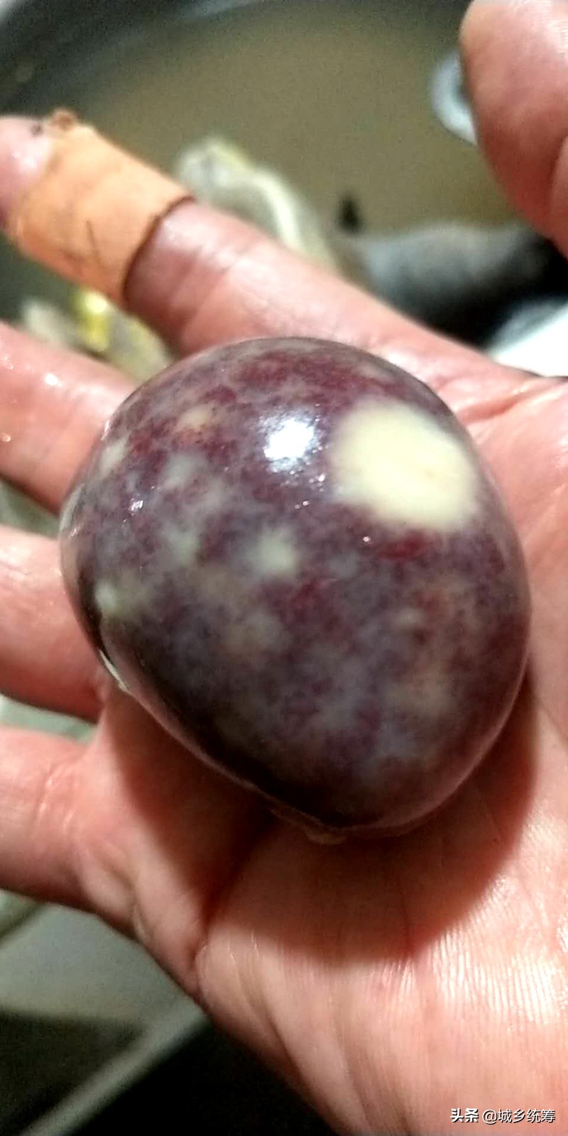 孙先生喜获鸡蛋一般大小的“鸡宝”