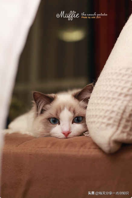 世界上最有名的12只猫咪,世界上十大最可爱的猫咪排名