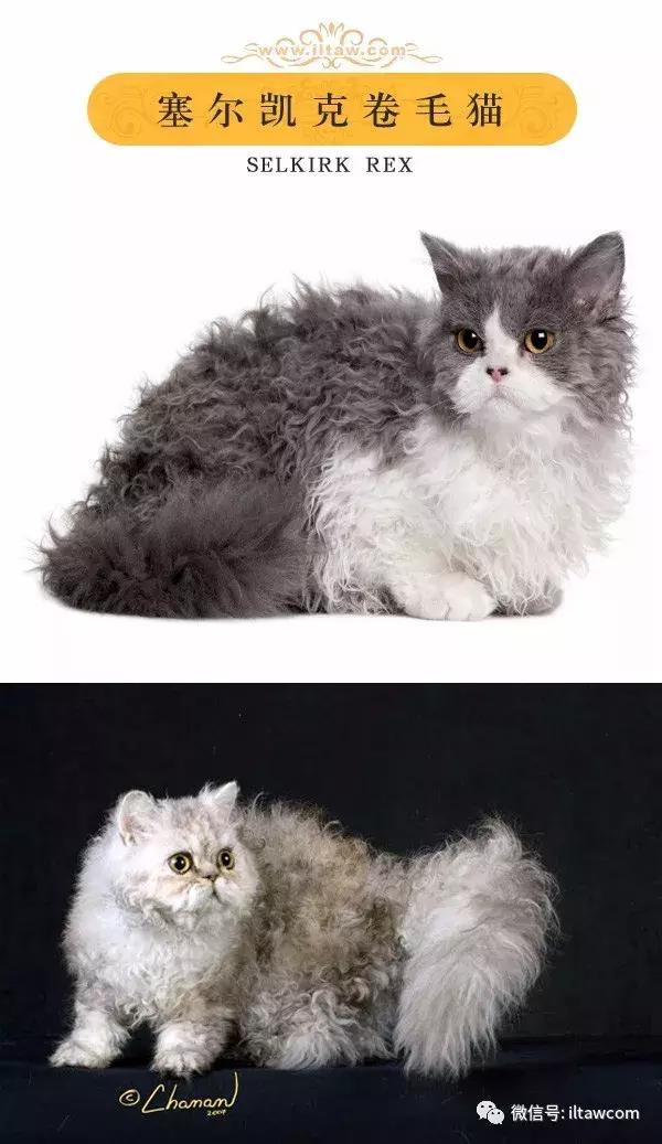 搜猫咪各种图片,世界猫咪图录