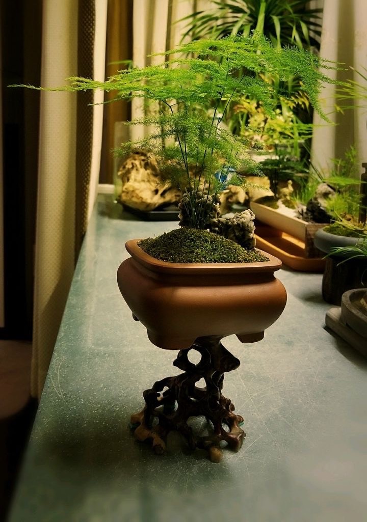 文竹黄叶一定要剪掉，做好“3件事”，新芽不停长，如层层翠云