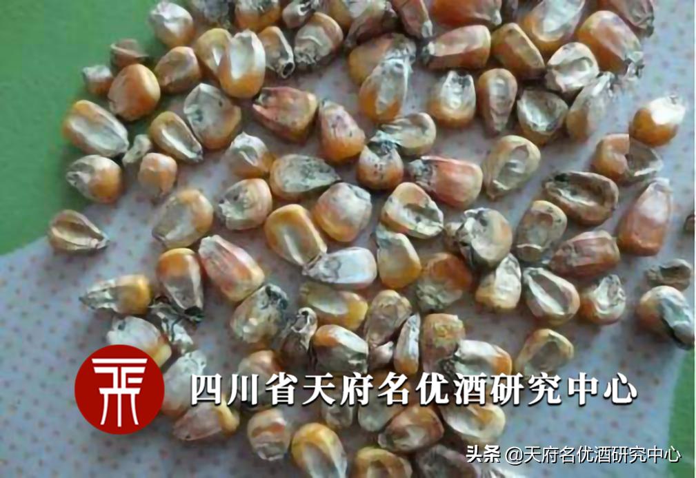 酿酒有发霉味怎么回事啊,酿酒过程发霉还能喝吗