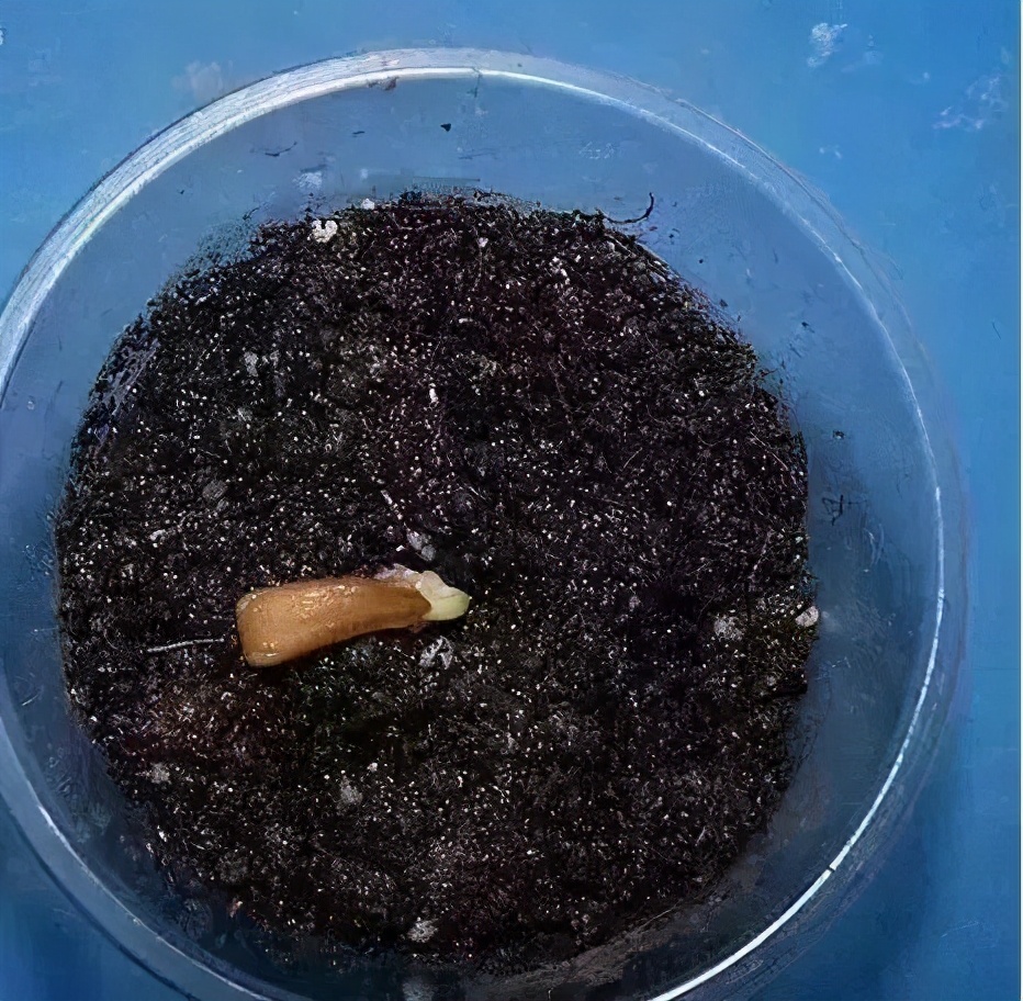 手捻葫芦如何把玩迅速变红,手捻葫芦盘玩的最高境界