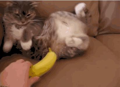 猫有一点点流血是来大姨妈,猫子宫流血是怎么回事