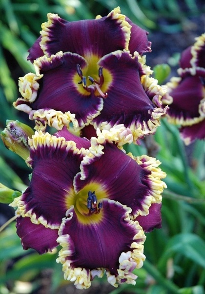 奇花异草大全罕见图文,极其罕见的奇花异草