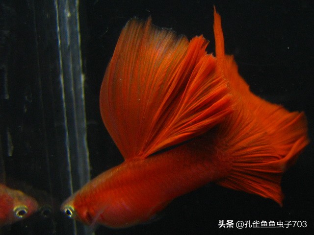 孔雀鱼要怎么买,买孔雀鱼注意哪些事项呢