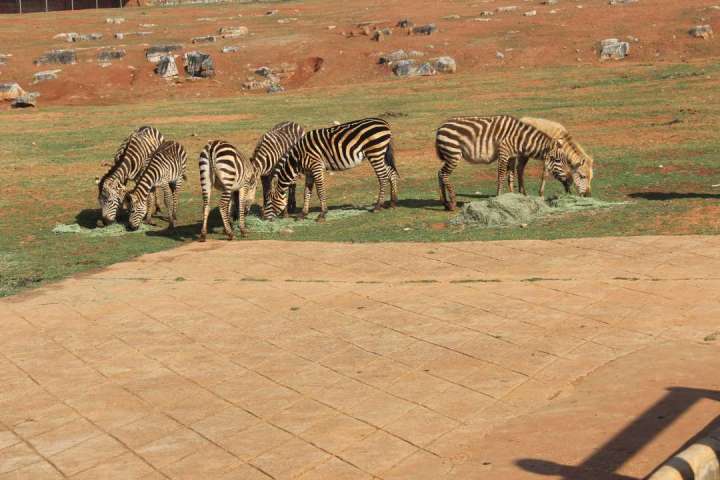 禁养犬种何去何从,禁养才是正道吗