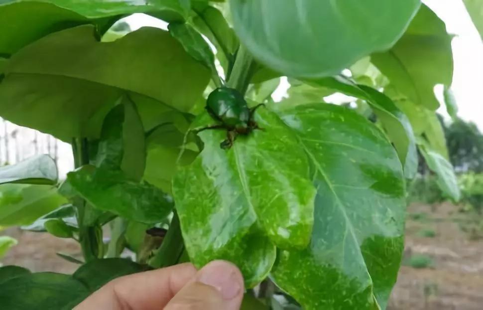 柑橘12月有什么病害虫害,柑橘全年病害虫害最新防治方法