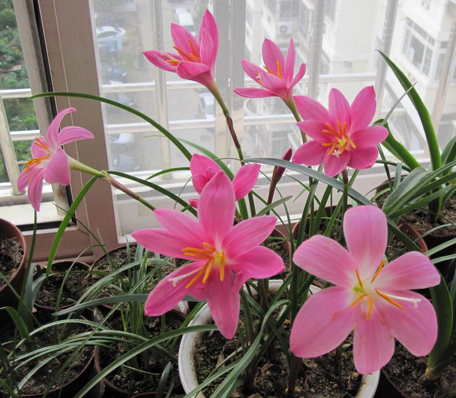 风雨兰叶子尖干怎么办,风雨兰叶子尖发黄怎么办