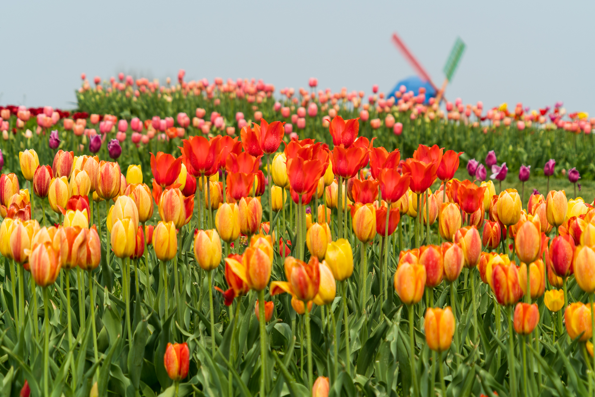 国际鲜花港郁金香,看郁金香北京国际鲜花港