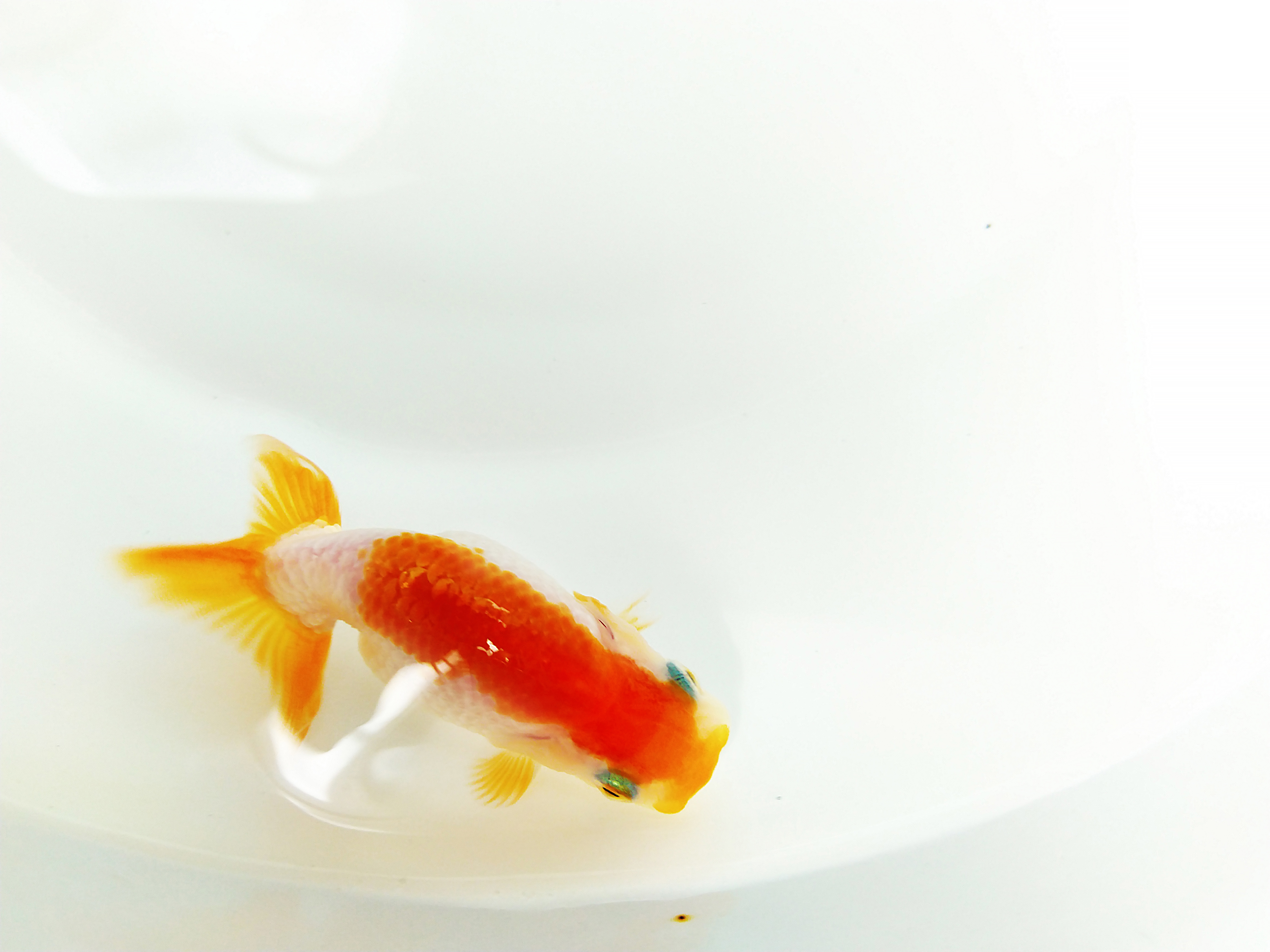 兰寿金鱼怎么养才能活得长久,兰寿金鱼当年好养还是两年好养