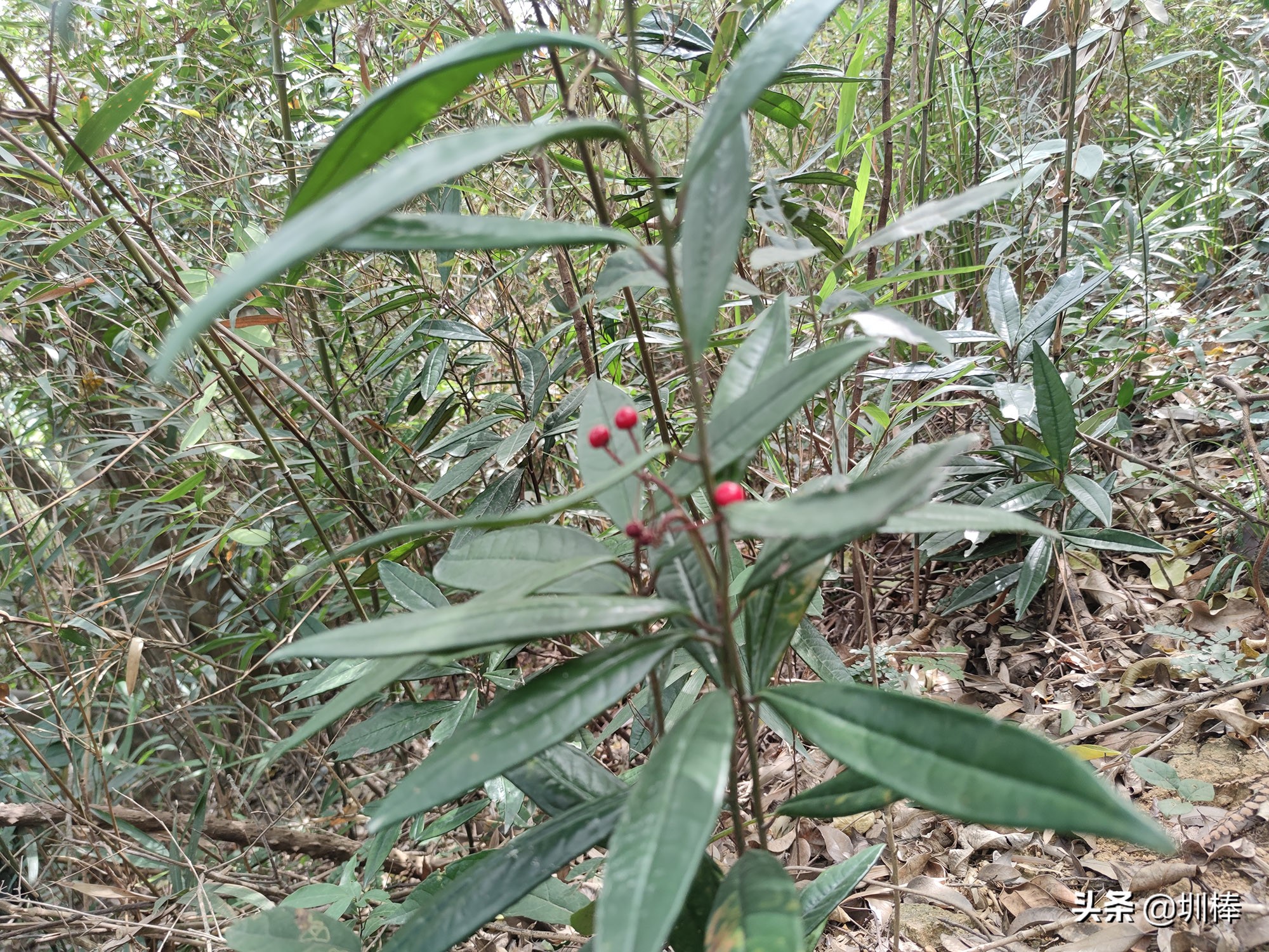 爬深圳梧桐山原视频,深圳鼓嶂岭
