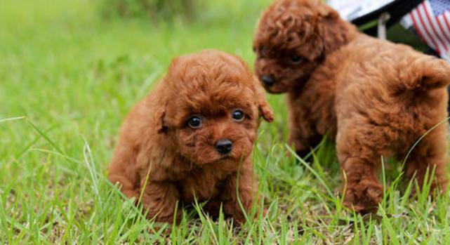 训练泰迪照顾宝宝,泰迪犬怎么训练才能听话呢