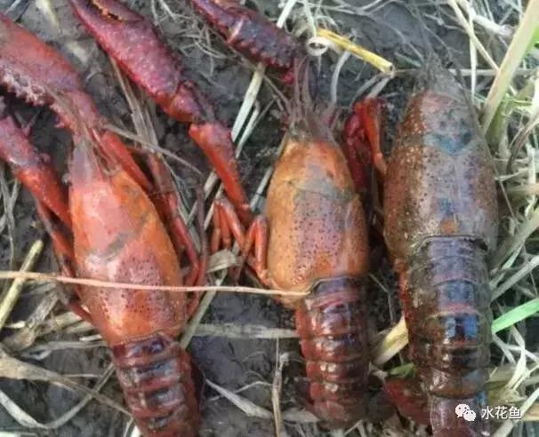 新开的塘养殖小龙虾需要注意什么,小龙虾养殖五月要注意事项