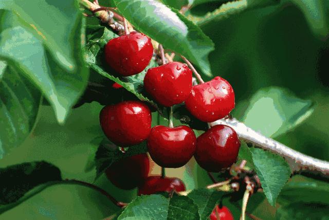 西安周边现在哪的樱桃成熟,西安摘樱桃好去处有哪些