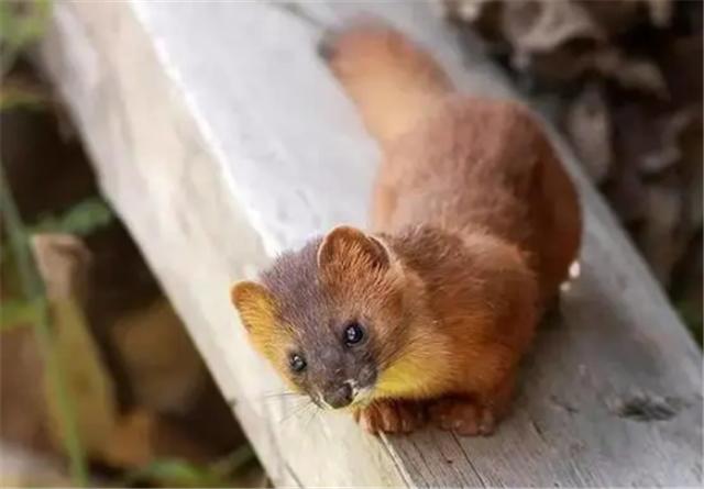 被称为黄大仙的黄鼠狼有多厉害,黄鼠狼为什么被人类称为黄大仙