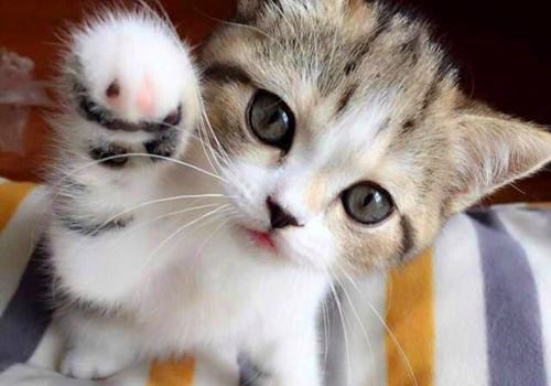 养猫咪一定要买猫砂盆吗,养猫咪需要买猫舍吗