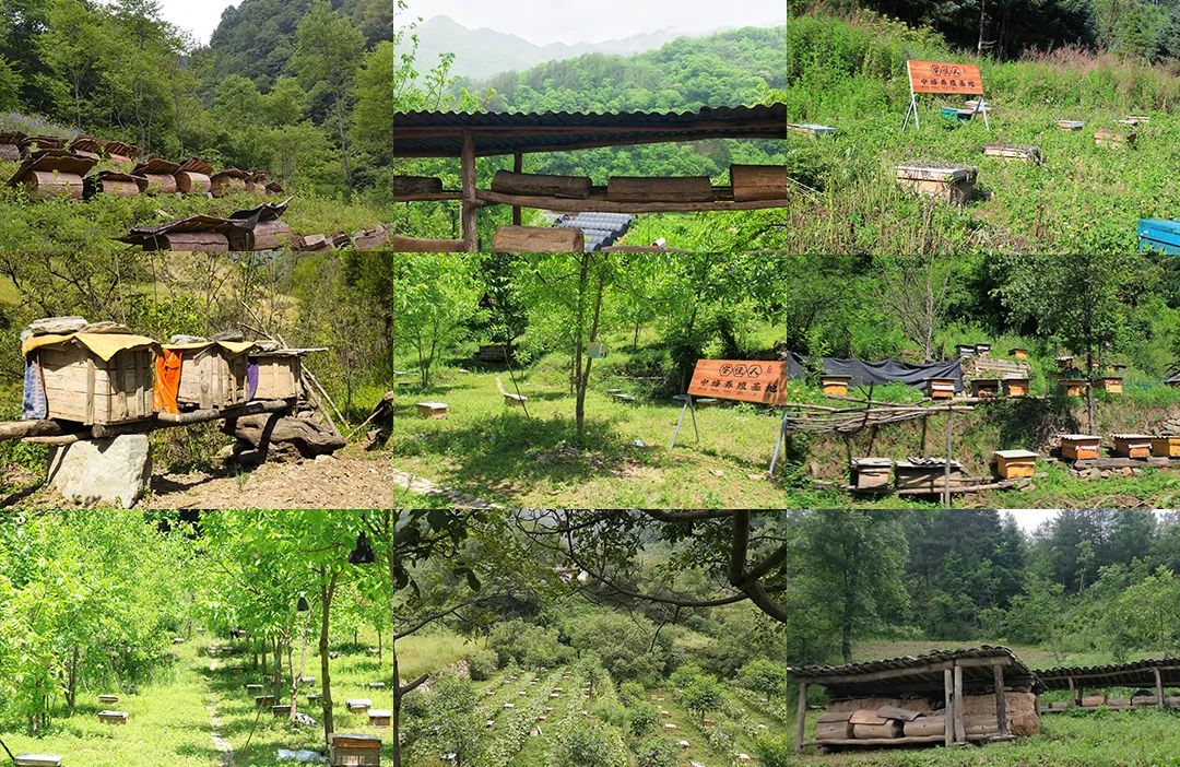 学会这3个小方法轻松买到真蜂蜜,一分钟带你如何辨别蜂蜜