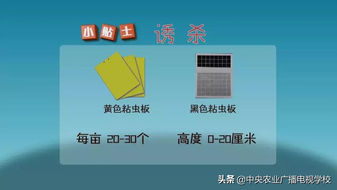 农广天地蛴螬养殖技术,韭蛆怎么防治最好