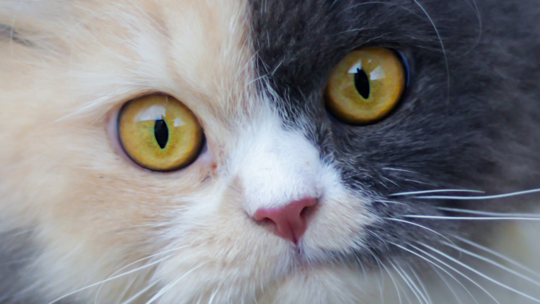 猫咪眼部的各种疾病,猫咪眼部感染该怎么处理呢