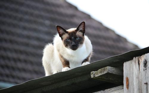 暹罗猫特别怕冷是什么原因,为什么暹罗猫怕冷