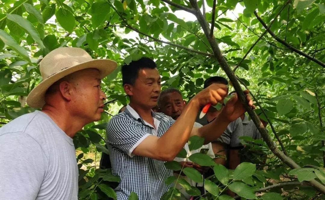 文玩核桃全国产地分布,文玩核桃种植地域