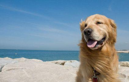 金毛吃得多但不胖怎么办,金毛吃得少怎么办