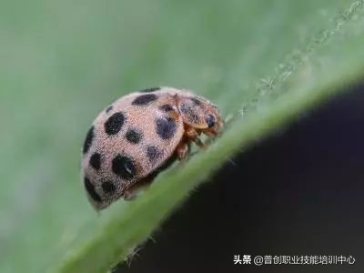 种菜防治病虫害最简单方法,种菜病虫害图片大全