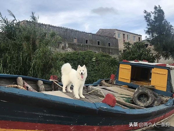 气温骤降十度,妈妈担心萨摩耶患上关节炎,软糖:睡觉质量提高