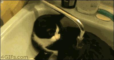 铲屎官得了猫癣怎么处理,铲屎官必知猫咪急救办法