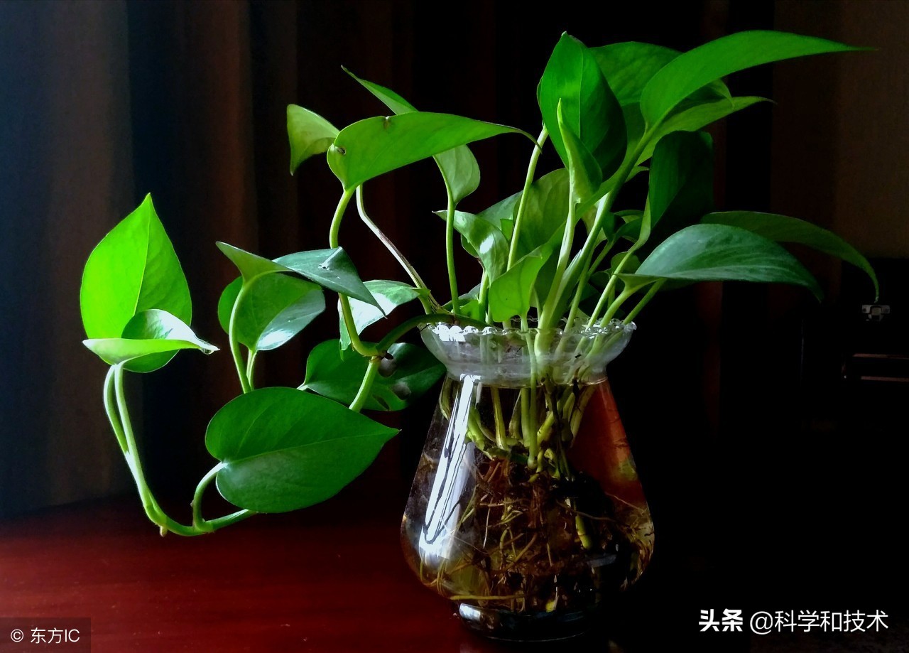 孕妇卧室可以摆什么植物,孕妇房间适合放什么植物