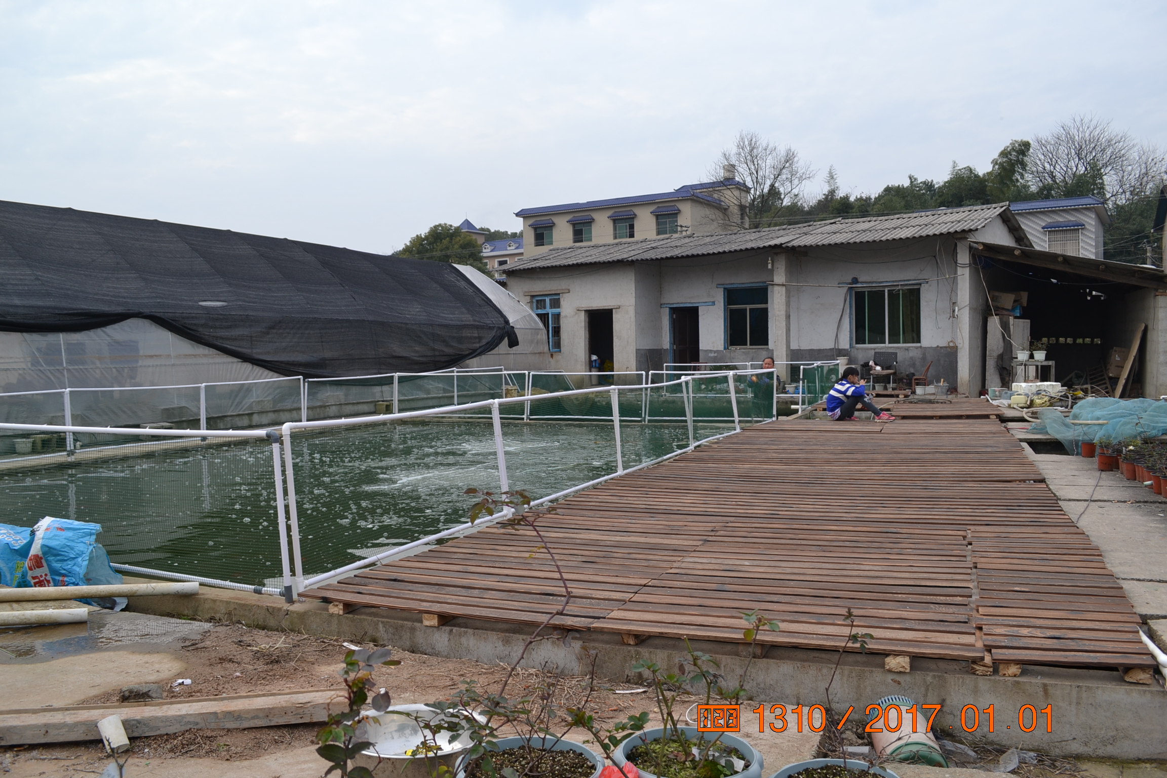 湖南最好的锦鲤养殖基地,湘潭锦鲤养殖